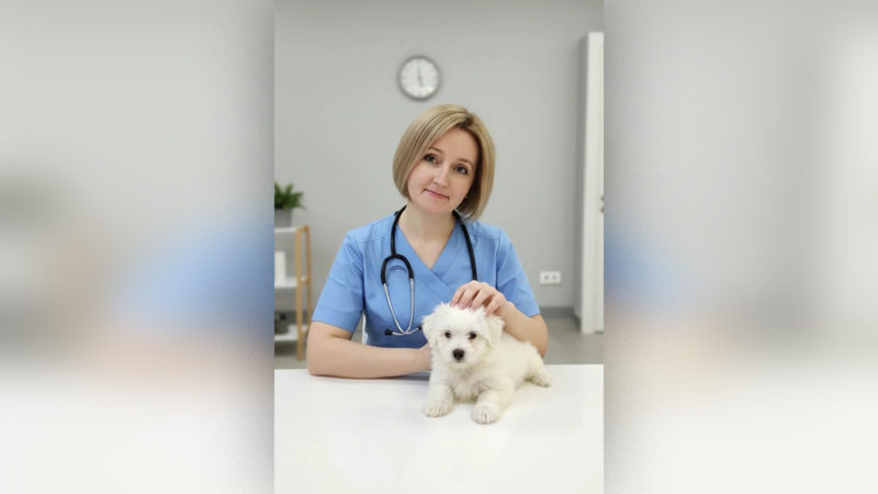 Секреты здоровья четвероногих друзей